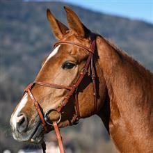 Vespucci Grackle Bridle excl Reins New Market