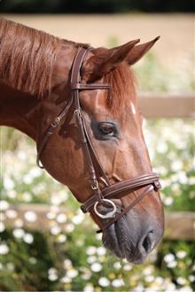 Flash Bridle New Fancy Noisette/Brass