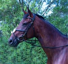 Grackle Bridle Black/Brass