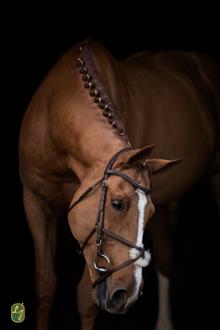 Grackle Bridle Noisette/Brass