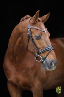 Hoofdstel ROSE aansnoern. lak - rose golden gespen