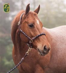 Headcollar Arezzo Navy/Brown