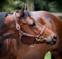 Headcollar Padded Noisette/Brass