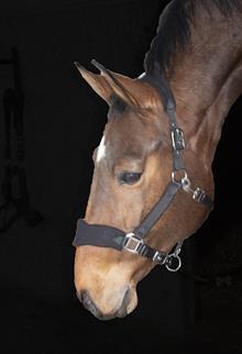 Headcollar Nylon-Fleece Black