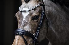 Hoofdstel ""Dreaming Blue"" aansnoerneusriem