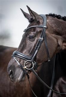 Kudos Classic Dressage Bridle Black