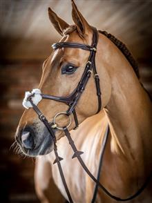 Kudos Grackle Bridle Havana