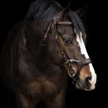 Bridle Jackson Choco