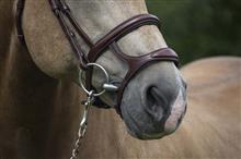 Double Noseband Gotha Australian Nut