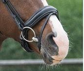 Crank Flash Noseband Superior Black