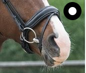 Crank Flash Noseband Superior Black/White