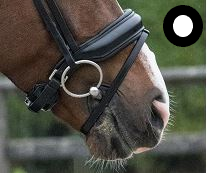 Crank Flash Noseband Superior Patent Black/White