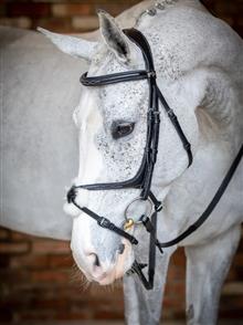 Kudos Grackle Bridle Black